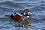 Harlequin Duckborder=